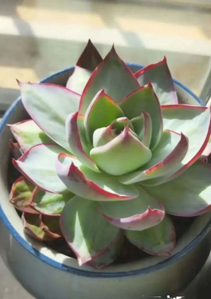 Echeveria Cassiopeia Care: Growing the Fairy Succulent Pale green Echeveria Cassiopeia with pinkish red margins