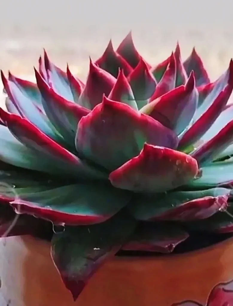 Echeveria Cassiopeia Care: Growing the Fairy Succulent Vibrant red and green Echeveria Cassiopeia succulent