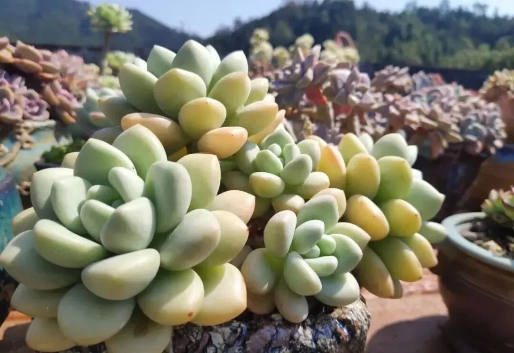 Plump pale green succulents growing in a textured outdoor pot