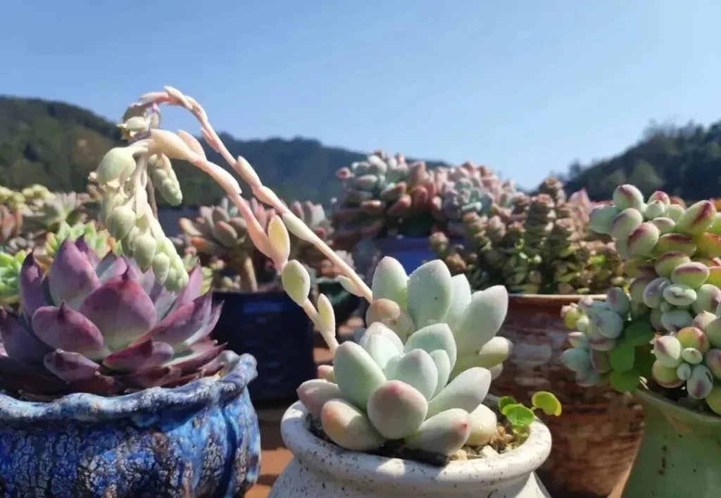 How to Fix Shrinking Succulents: Root Pruning Guide Pale green succulent with long flower stalks in a white pot