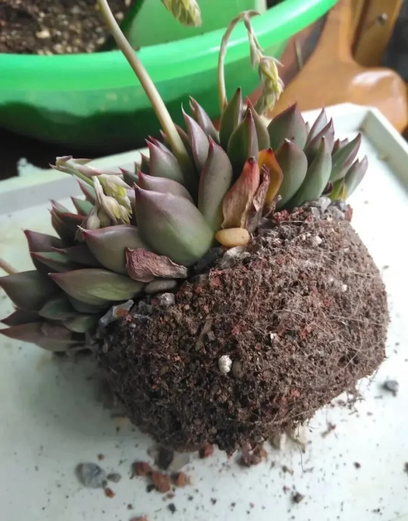 How to Fix Shrinking Succulents: Root Pruning Guide Unpotted succulent showing a dense and dry compacted root ball
