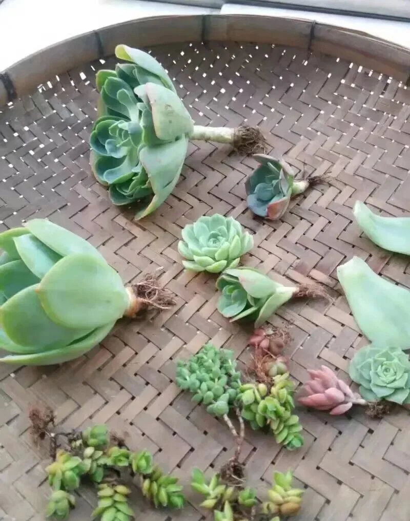 How to Fix Shrinking Succulents: Root Pruning Guide Trimmed succulent rosettes resting on a woven bamboo tray