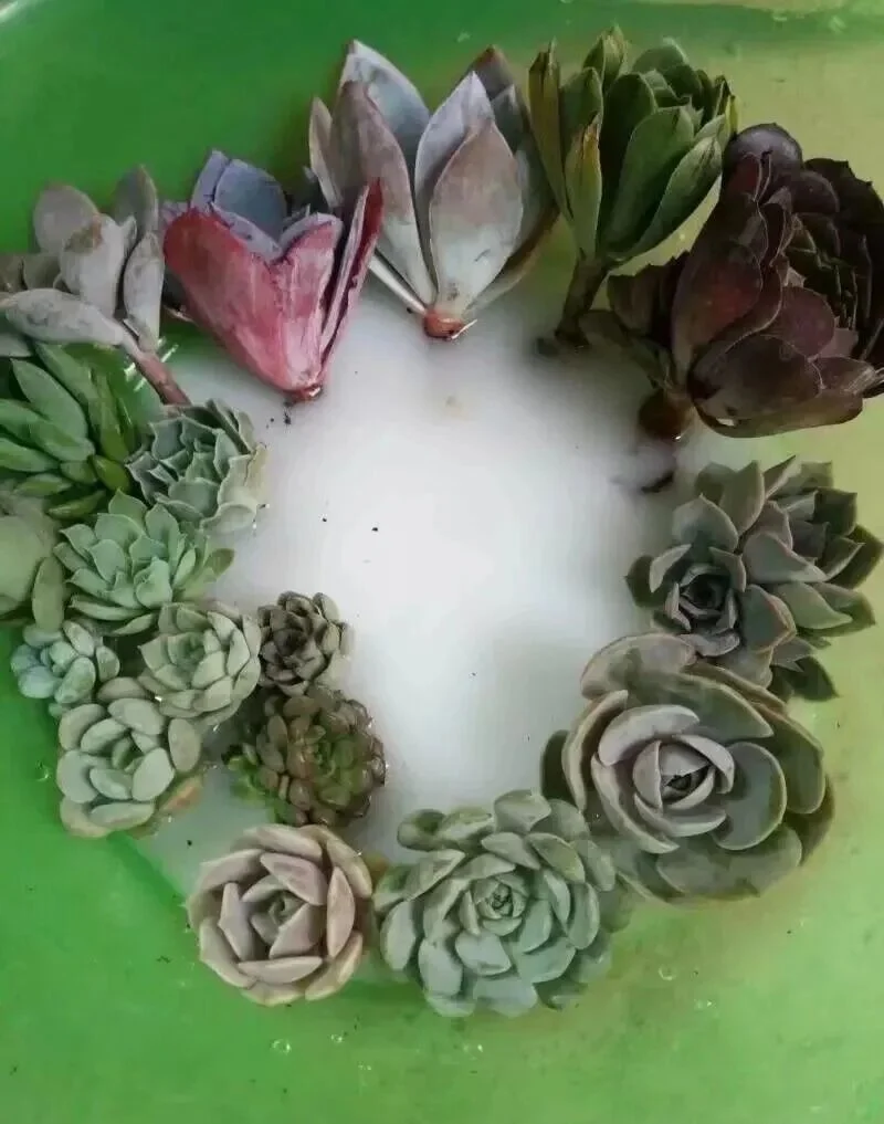 How to Fix Shrinking Succulents: Root Pruning Guide Succulent cuttings soaking in a green basin with milky fungicide