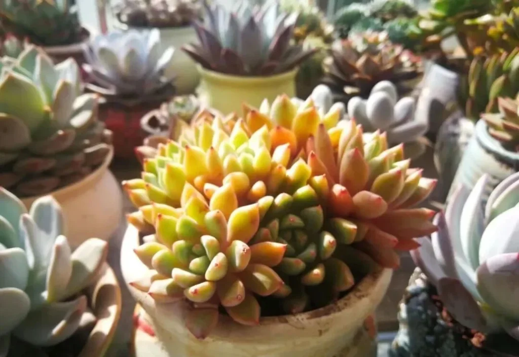 How to Fix Shrinking Succulents: Root Pruning Guide Cluster of colorful yellow and orange succulents in bright sunlight