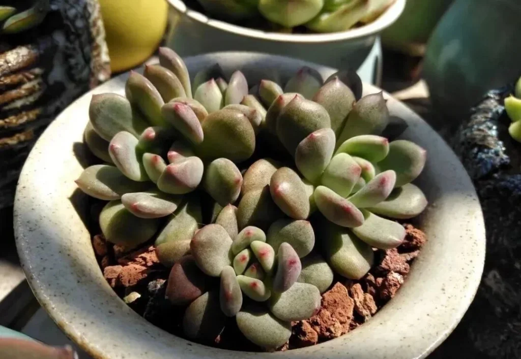 How to Fix Shrinking Succulents: Root Pruning Guide Plump greenish purple succulents planted in reddish gritty soil