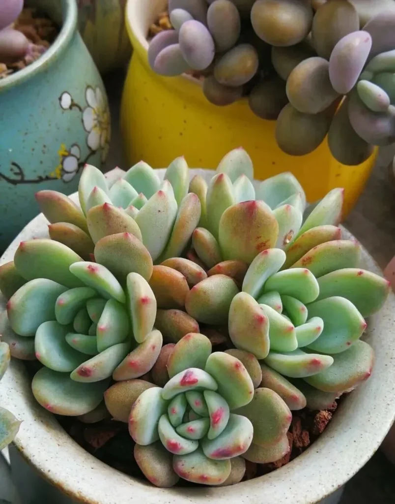 How to Fix Shrinking Succulents: Root Pruning Guide Light green succulent rosettes with pink tips in a pot