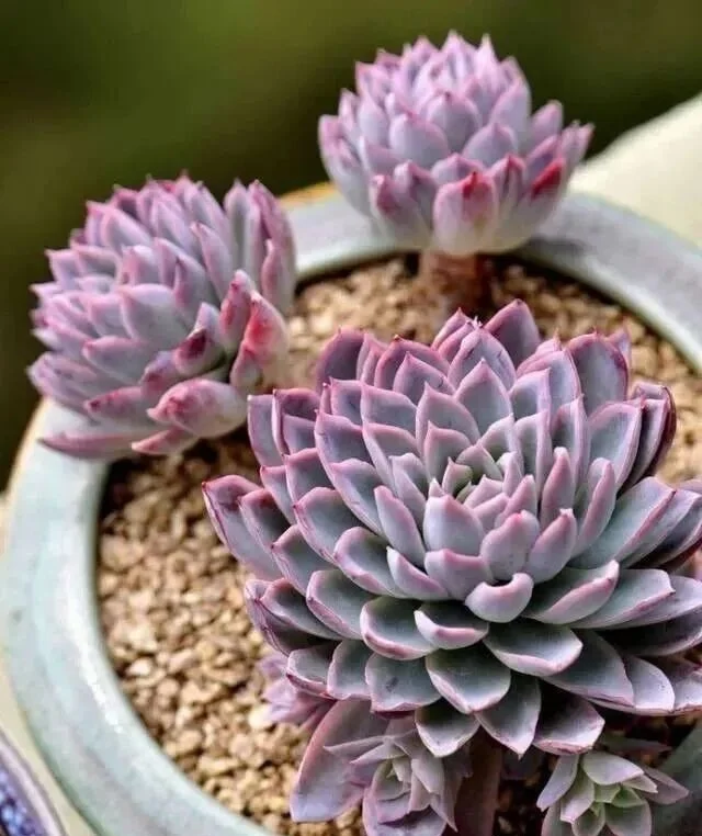 Purple echeveria succulents growing in a ceramic pot with gritty soil