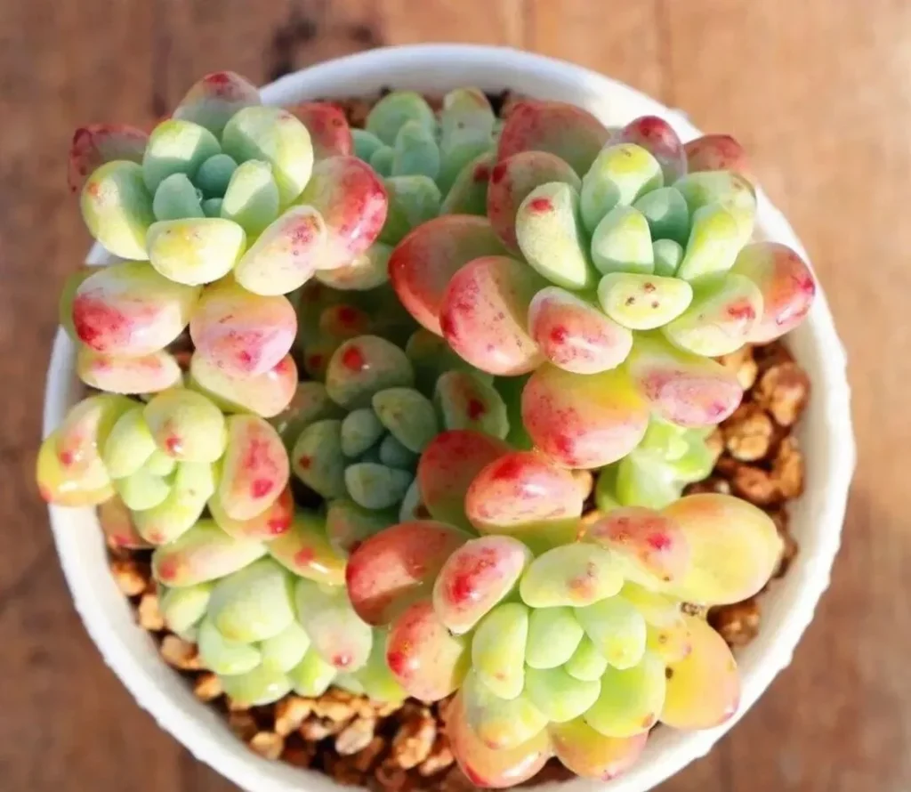 Plump green succulent with bright red tips in a white planter