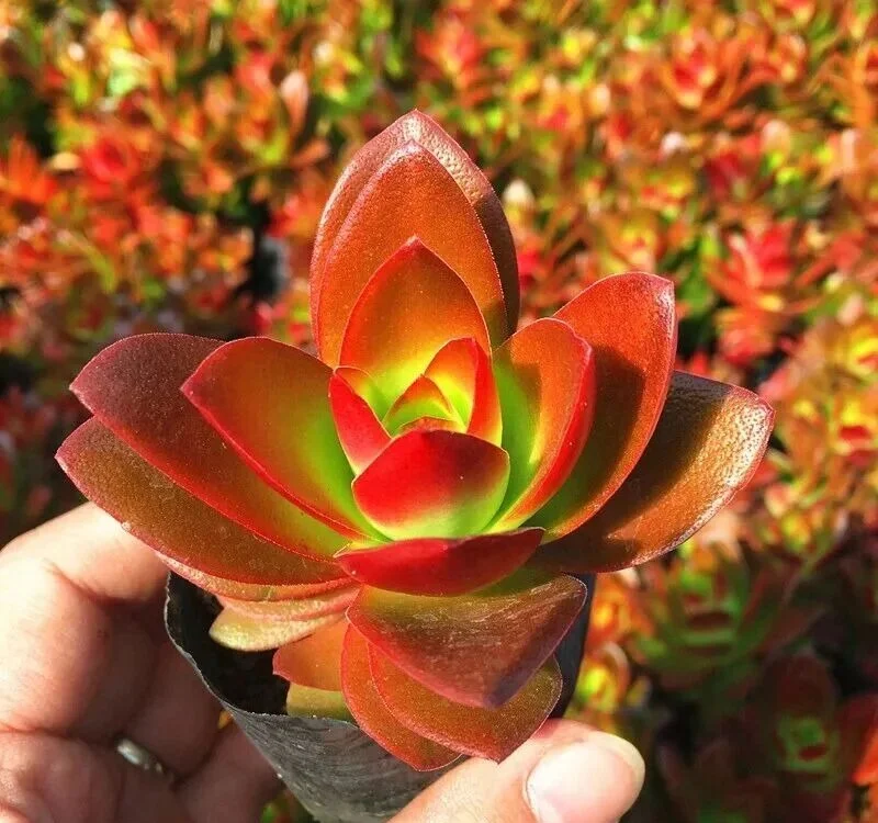 Hand holding a vibrant red and green campfire crassula succulent