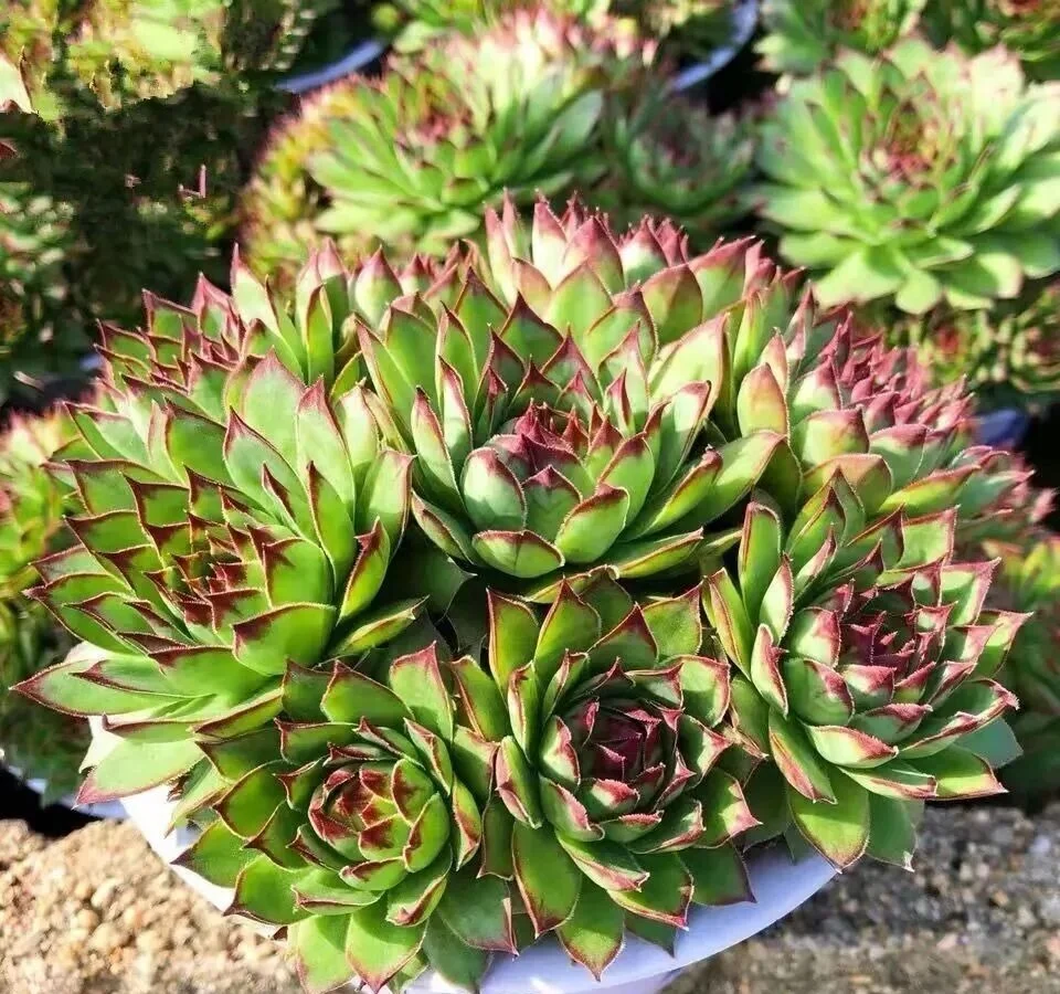 Dense cluster of green sempervivum succulents with dark red tips