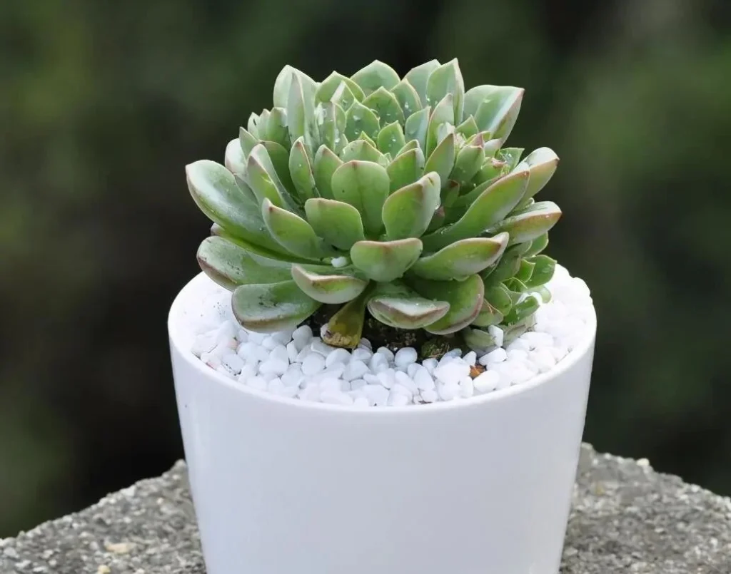 Green echeveria succulent in a white pot with white topdressing stones