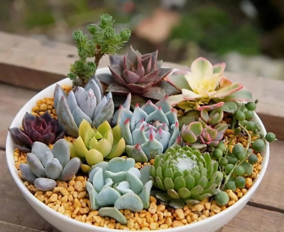 How to Water Succulents for Plump and Healthy Leaves Mixed succulent arrangement in a shallow white bowl with yellow gravel