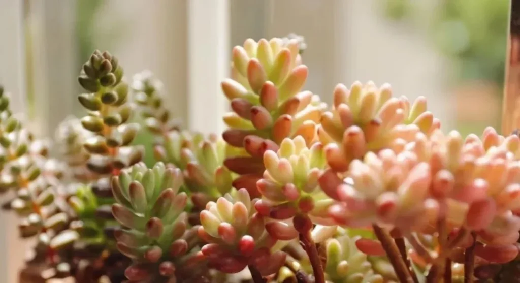 How to Water Succulents for Plump and Healthy Leaves Close-up of jelly bean succulents with pink and green plump leaves