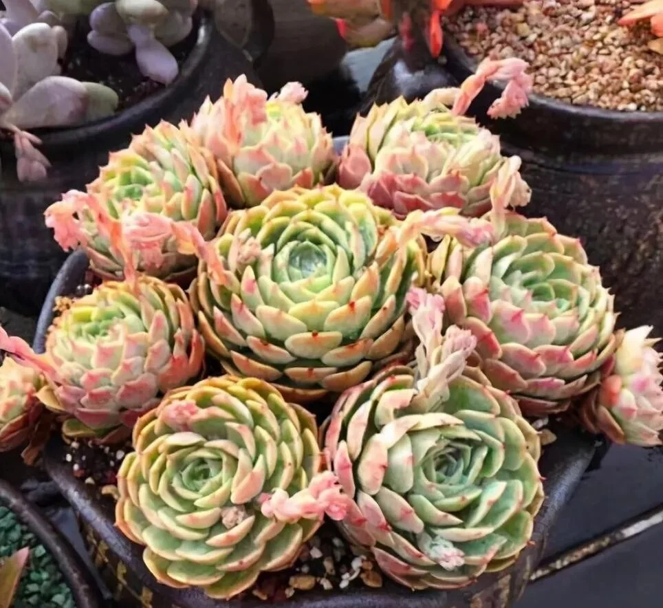 How to Water Succulents for Plump and Healthy Leaves Cluster of pale green echeveria succulents with pink edges and flowers