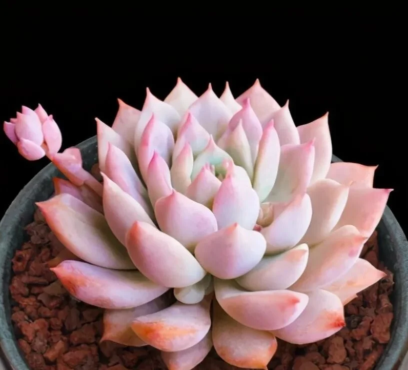 How to Water Succulents for Plump and Healthy Leaves Pale pink echeveria succulent with pointed leaves in a dark pot