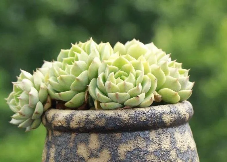 How to Water Succulents for Plump and Healthy Leaves Cluster of light green succulents in a textured ceramic pot