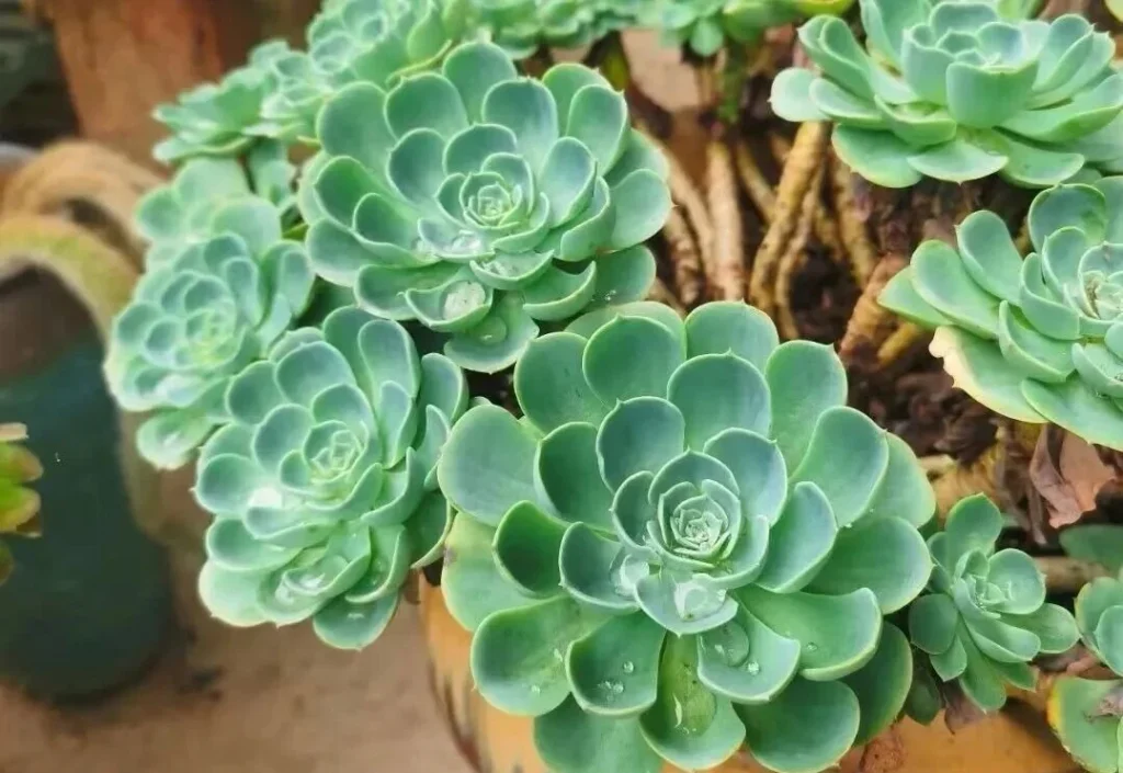 Green rosette succulent with water droplets