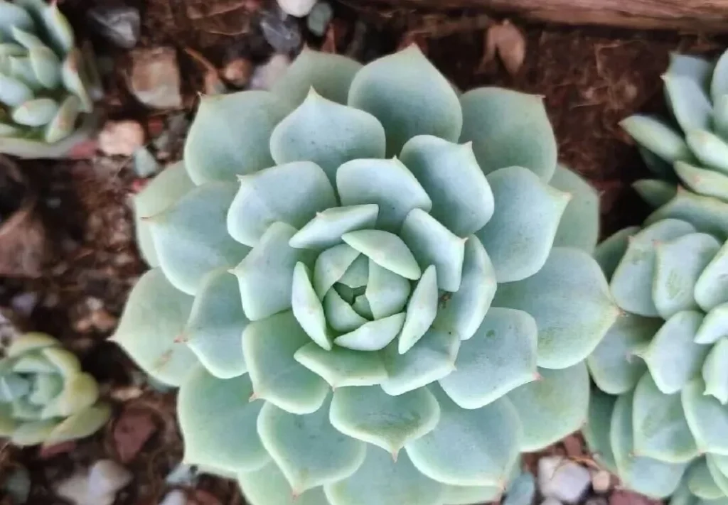 7 Worst Succulents for Beginners (And 4 Easy Alternatives) Pale green compact rosette succulent plant