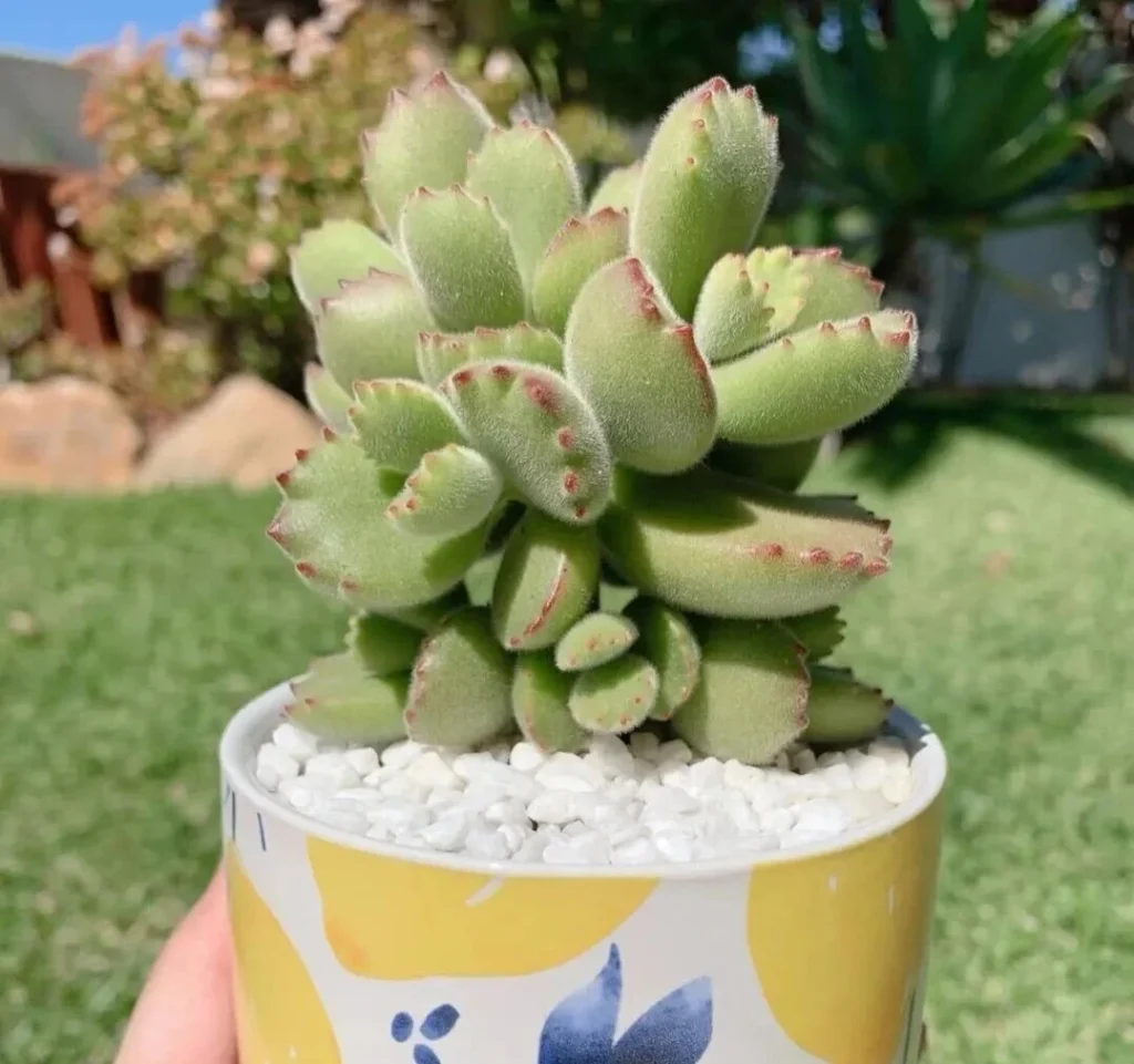 7 Worst Succulents for Beginners (And 4 Easy Alternatives) Fuzzy green succulent with red tips in yellow pot