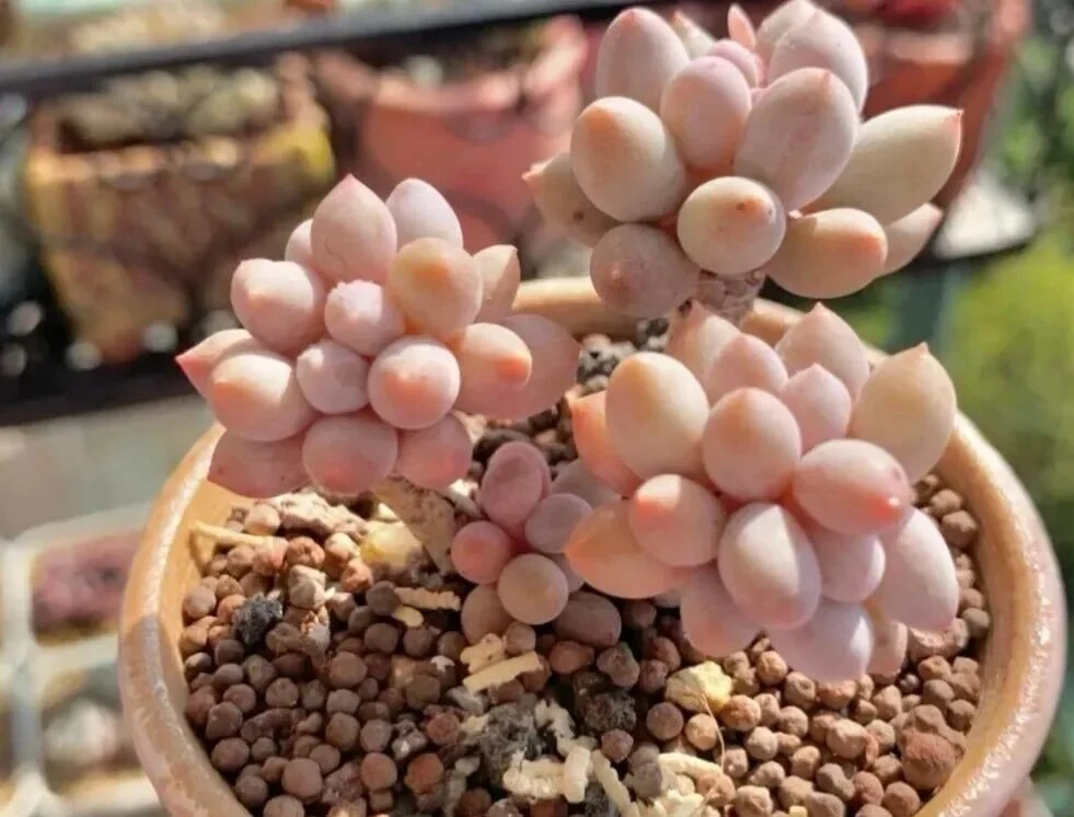 7 Worst Succulents for Beginners (And 4 Easy Alternatives) Plump pink succulent leaves in terracotta pot