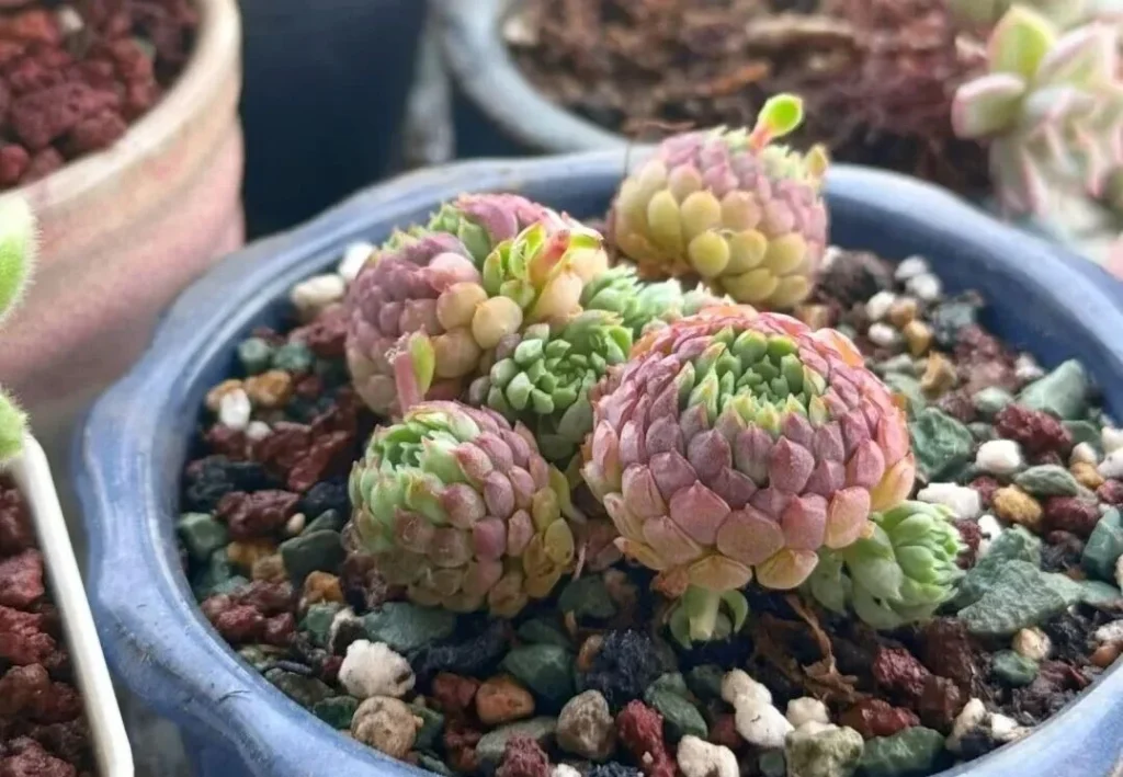 7 Worst Succulents for Beginners (And 4 Easy Alternatives) Compact succulent clusters with pink and green leaves