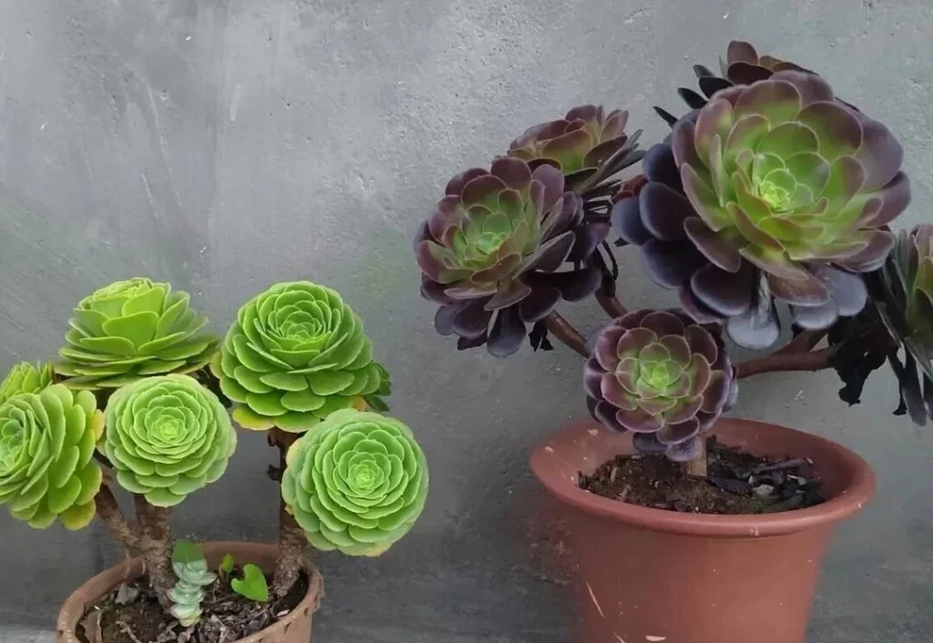 7 Worst Succulents for Beginners (And 4 Easy Alternatives) Green and dark purple Aeonium succulents in pots