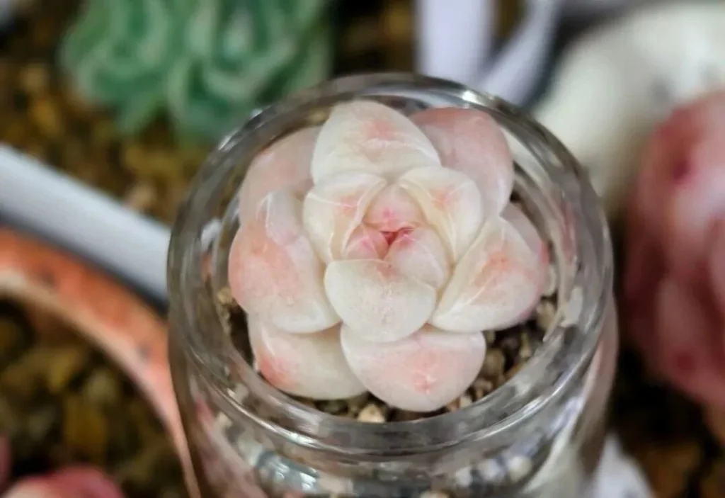 7 Worst Succulents for Beginners (And 4 Easy Alternatives) Translucent pale pink succulent in glass jar