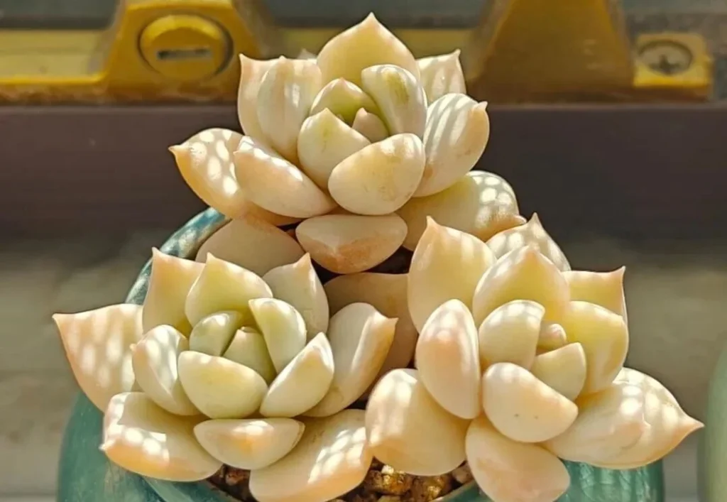 7 Worst Succulents for Beginners (And 4 Easy Alternatives) Pale yellow green rosette succulents in teal pot