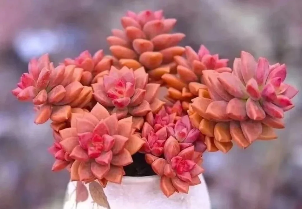 7 Worst Succulents for Beginners (And 4 Easy Alternatives) Vibrant pink and orange succulent cluster