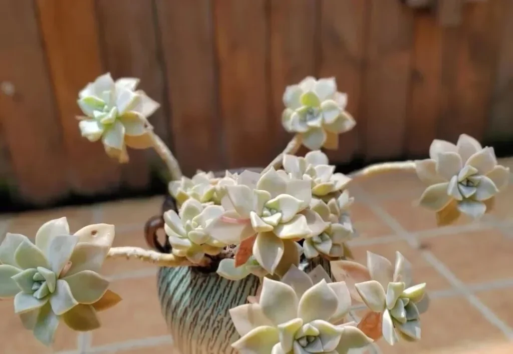 7 Worst Succulents for Beginners (And 4 Easy Alternatives) Trailing pale green succulent with star shaped rosettes