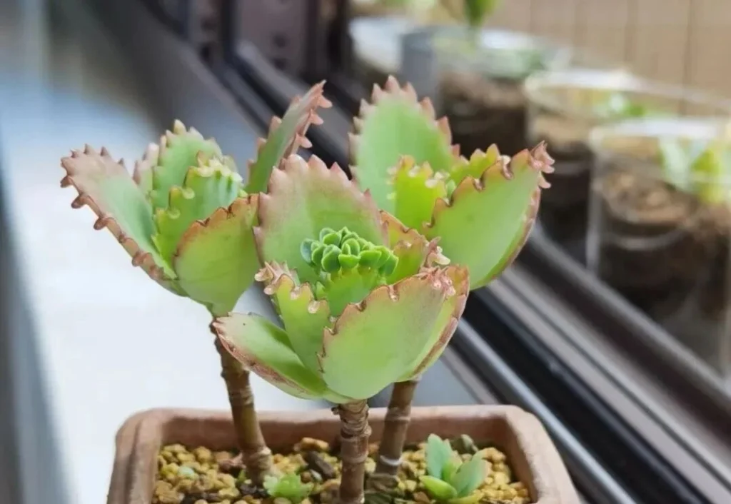 7 Worst Succulents for Beginners (And 4 Easy Alternatives) Green succulent with jagged edges and tiny plantlets