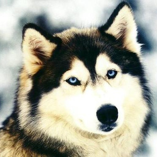 Avatar photo