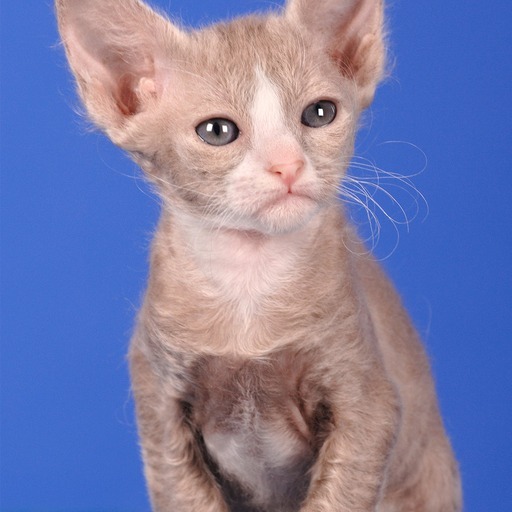 Avatar photo
