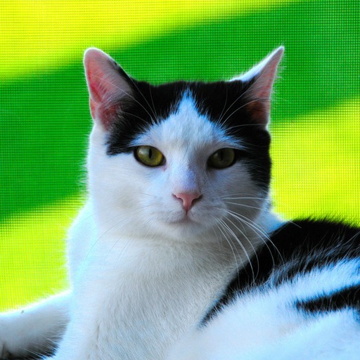 Avatar photo