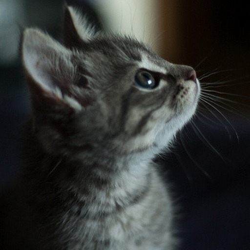 Avatar photo