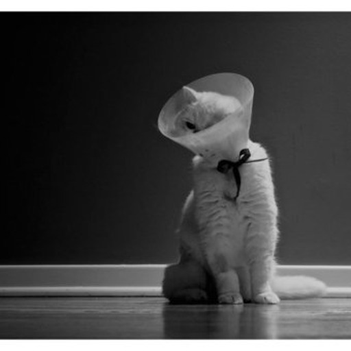 Avatar photo